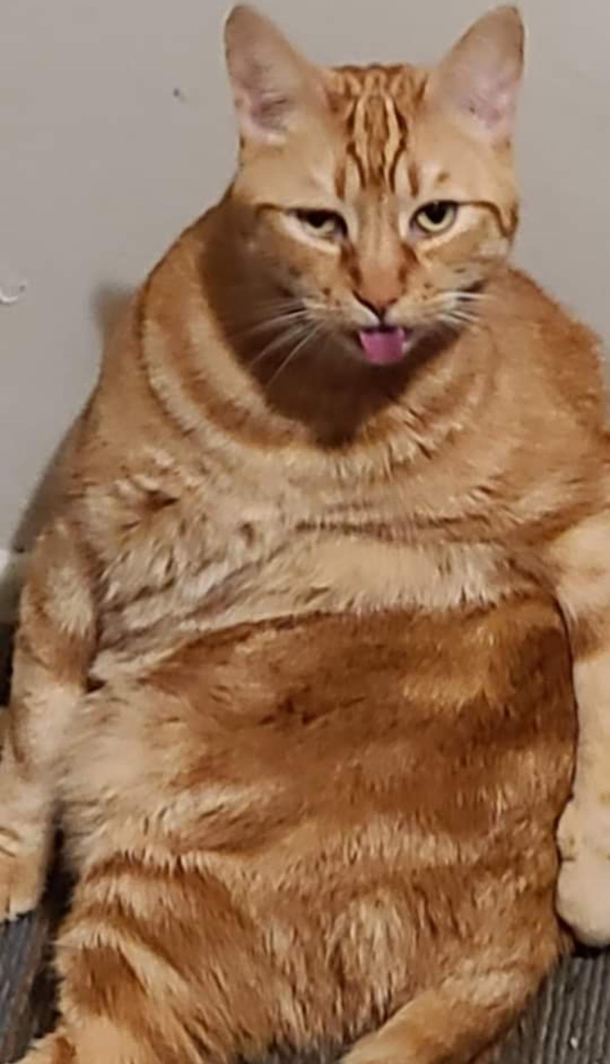 I thought this photo of my cat was hilarious 