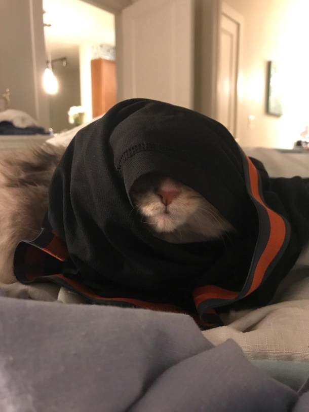 I threw my boxers on my cat and she turned into a Sith Lord