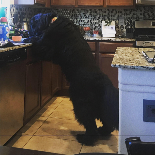 I told my dog she needs to start pulling her weight