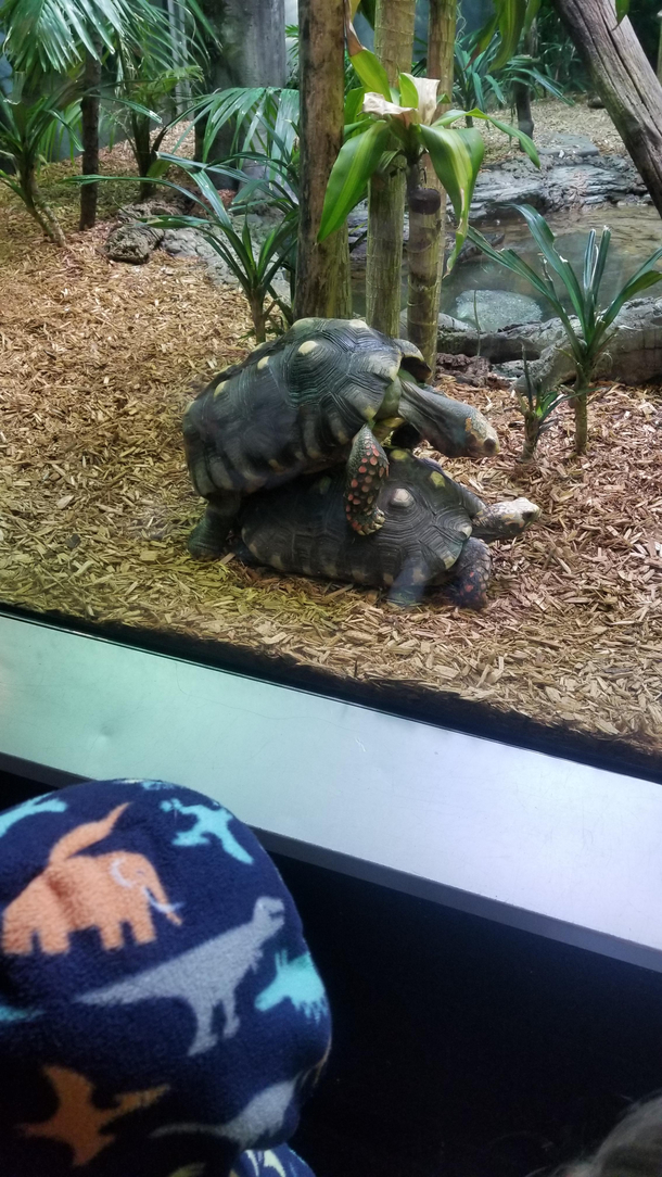 I told my kids they were wrestling