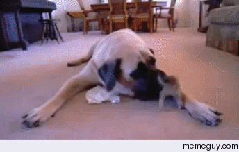 I TOLD you to stop 