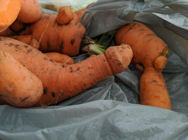 i too grew a penis carrot