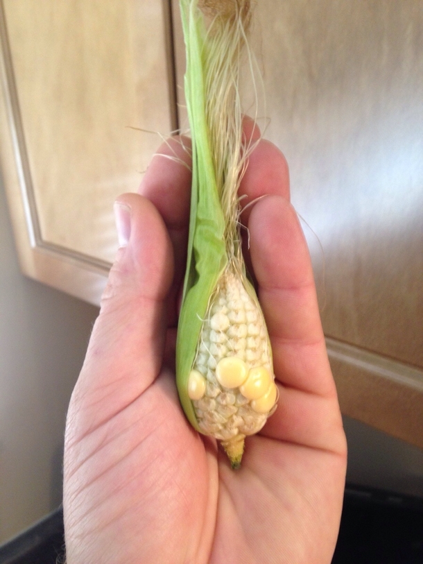 I too have reaped my harvest Next stop opening a booth at the farmers market