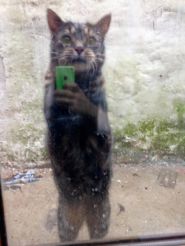 I took a photo of our neighbours cat wanting to come in