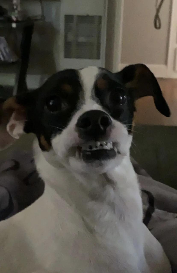 I took a pic of my dog and told her to say cheese 