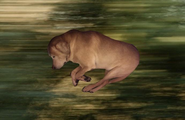 I took a picture of my dog when he was sleeping and tried to make it look like he was sprinting I did an awful job