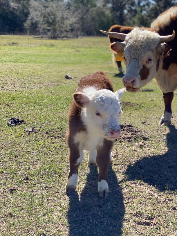 I took a picture of my new calf and his mom totally photobombed it OC