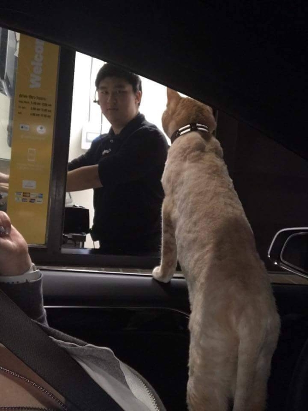 I took my cat to McDonalds