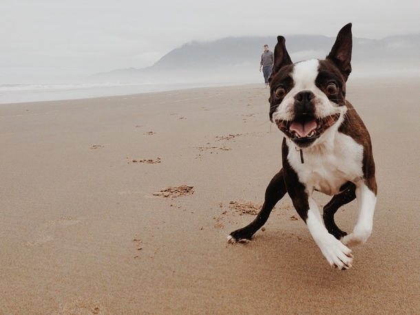 I took my dog Riley to the beach today