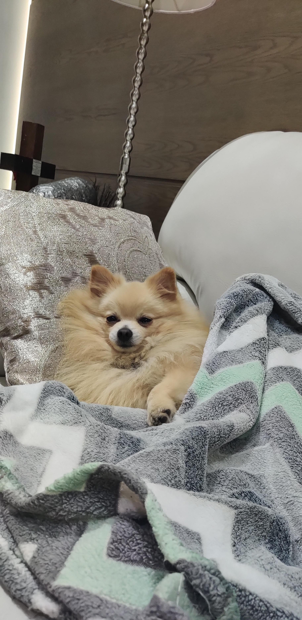 I took my dog to my grandmas place and she sends me this