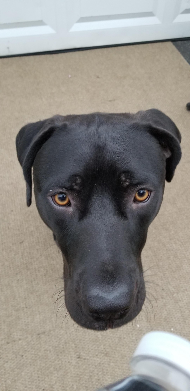 I took this pic of my dog and it looks like his body was photoshopped off