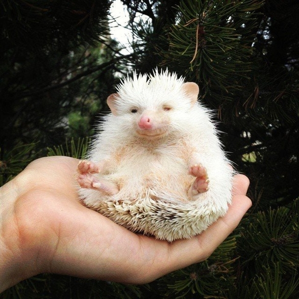 I took this picture of my hedgehog smiling And meditating