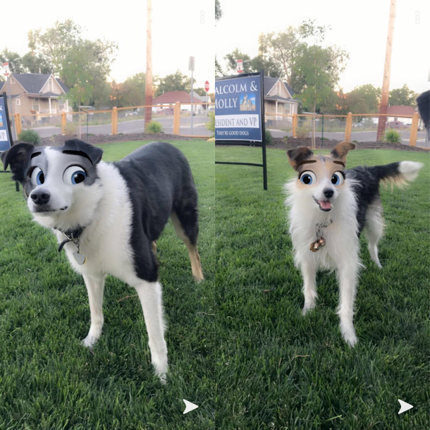 I tried a Snapchat filter on my dogs