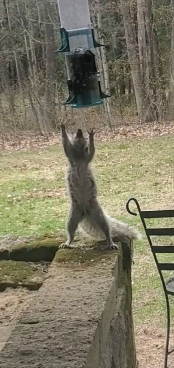 I tried squirrel-proofing my bird feeder While it didnt work for long I got a good  minutes of entertainment watching them try and figure it out