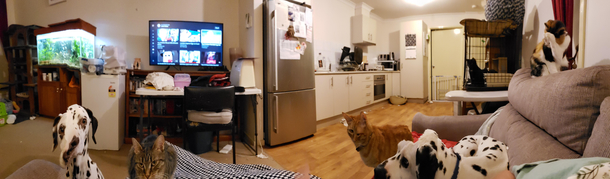 I tried taking a panorama of my pets and fosters waiting for dinner It did not go well