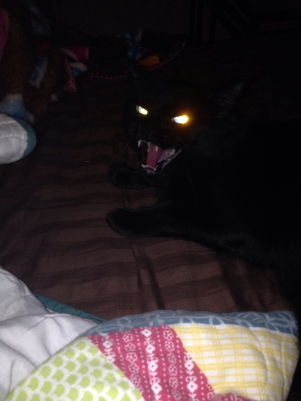 I tried to play with my roommates cat today it was a catastrophe