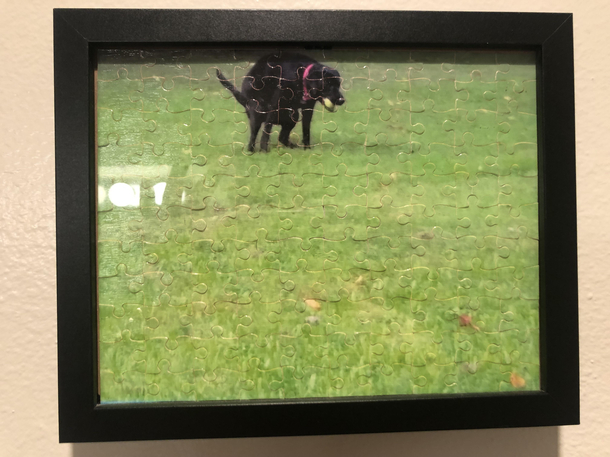 I turned a picture of my Labrador pooping into a puzzle gave it to my dad for Christmas as a white elephant gift He put it together framed it and gave it back to me Thats what Christmas is all about 