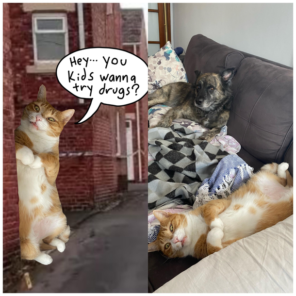 I turned my cat into a drug dealer