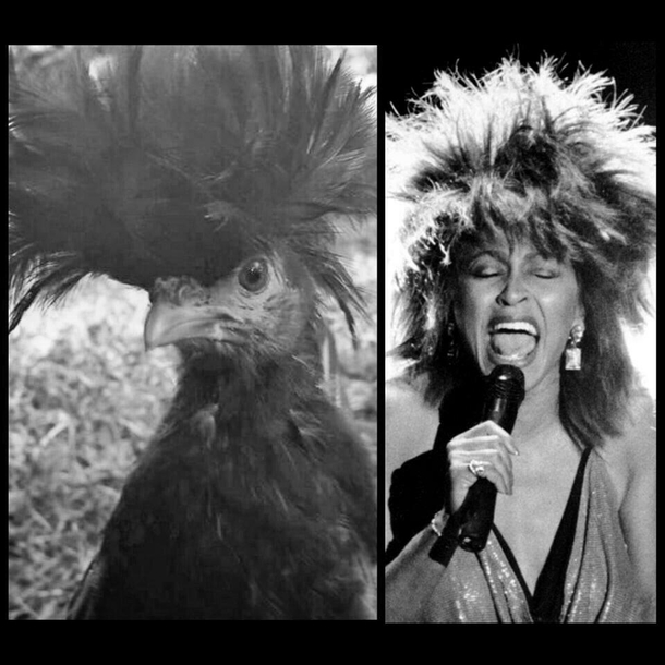 I used to have chickens I miss them This one was named Tina Turner for obvious reasons
