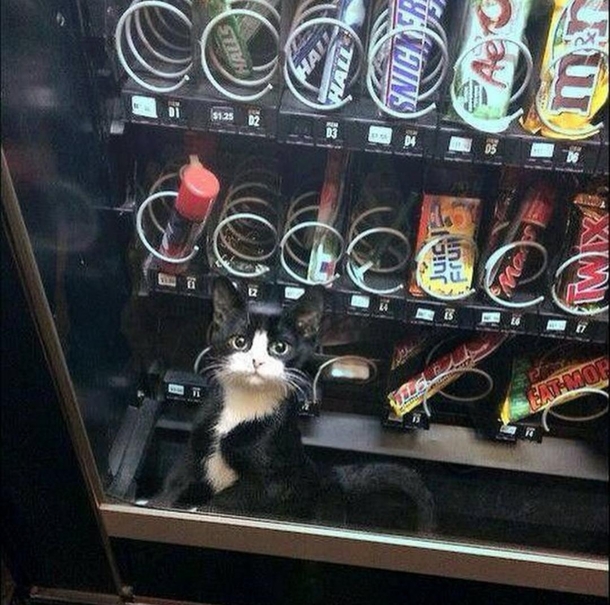 I used to think little elves worked inside vending machinesturns out I was close
