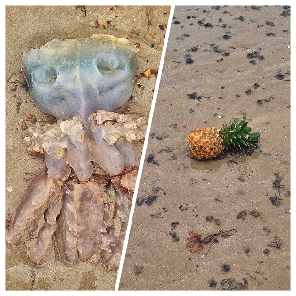 I visit the beach every morning I think something terrible is happening in Bikini Bottom