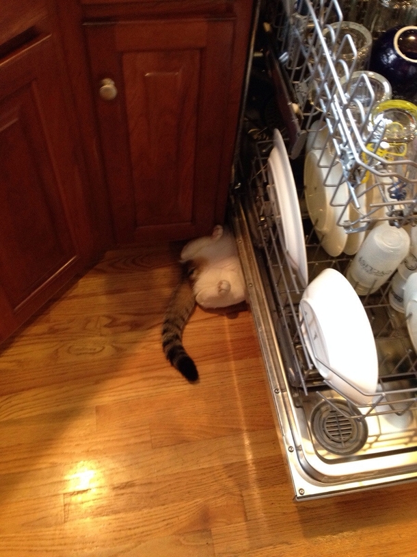 I walked into the kitchen and was greeted by this