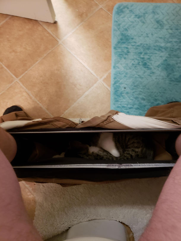 I wanna crapcat wants to nap