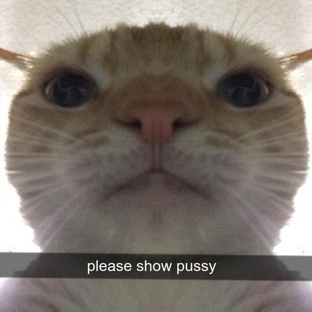 I wanna see dat cat