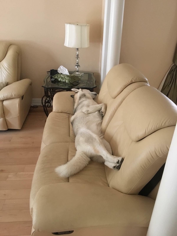 I want my dogs life