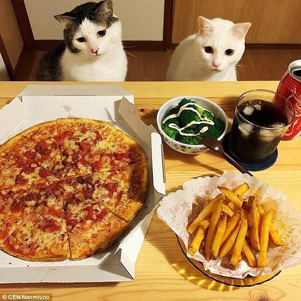 I want someone to look at me the way these cats look at food ...