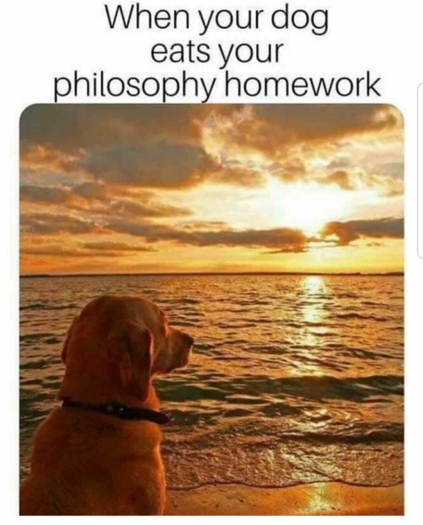 I want that dog