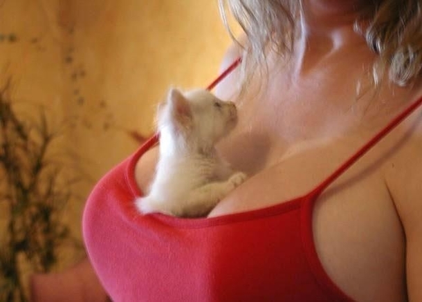 I want to be a cat