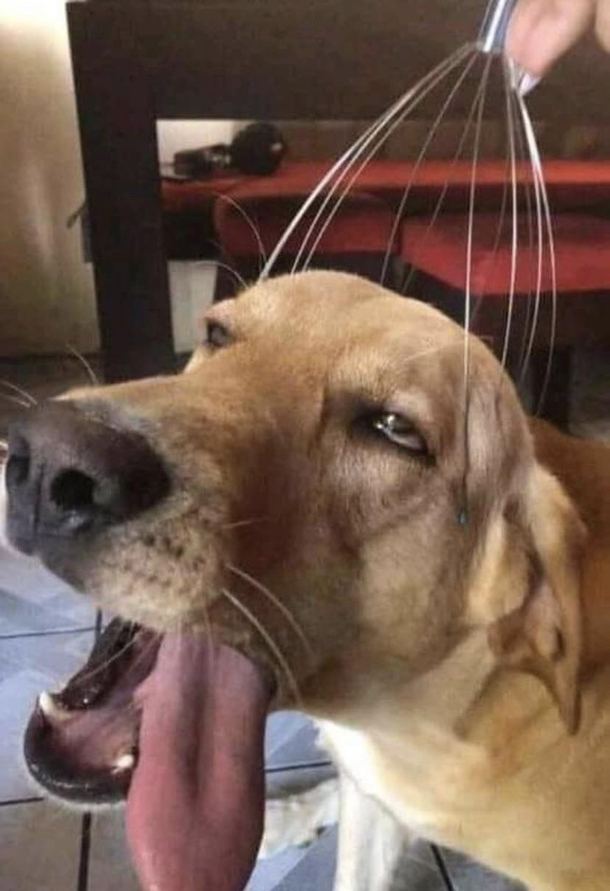 I want what this dog has