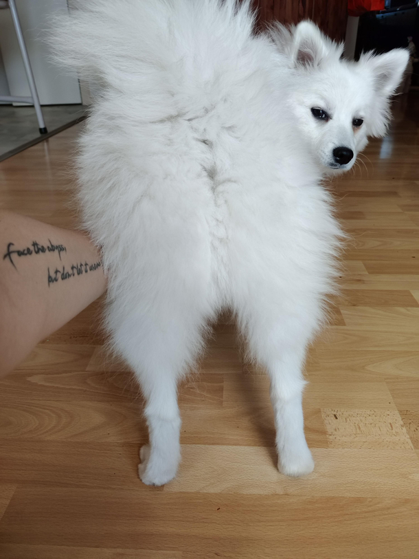 I wanted to take a picture to show someone the trim I did around his booty - he made it very clear that he was not happy about his photo being taken 