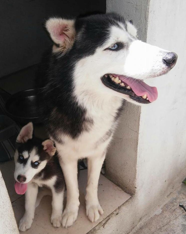 I was about to take a pic of both my husky and his daughter looking at the horizon but suddenly the little one looked at me and pulled its tongue Result was better cant complain