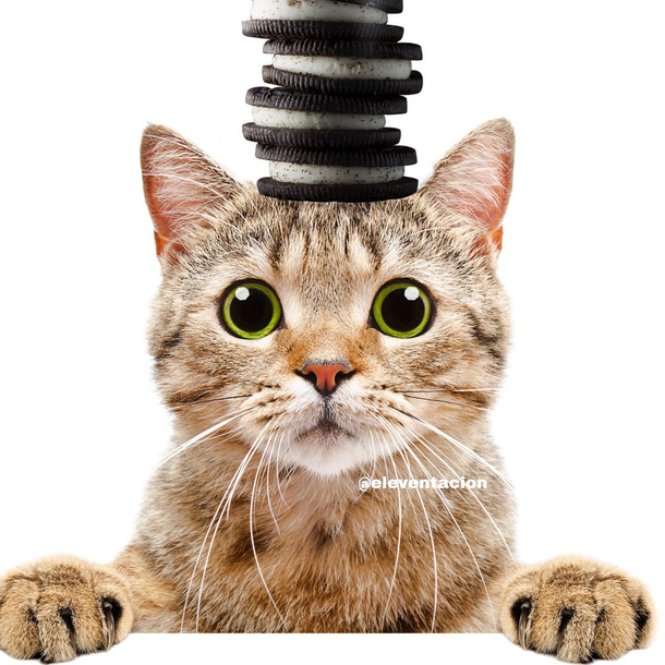 I was bored really bored so I edited some Oreos on this cat I hope this can somehow put a smile on your face