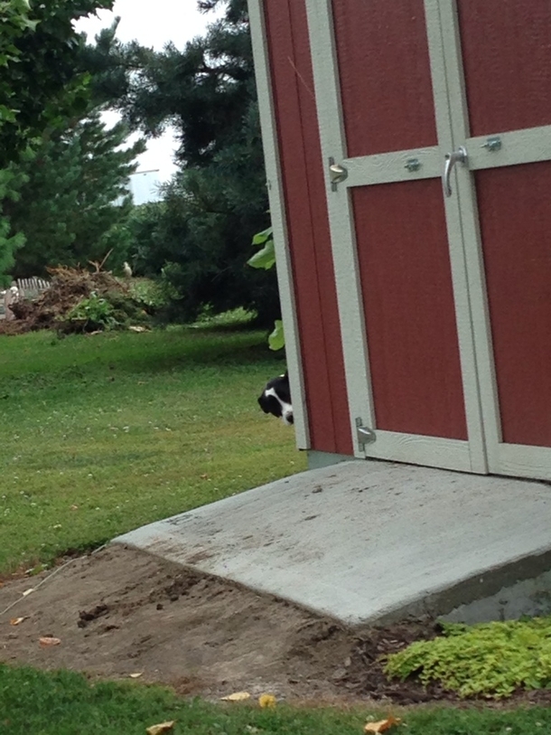 I was cutting wood and my dog got a little scared