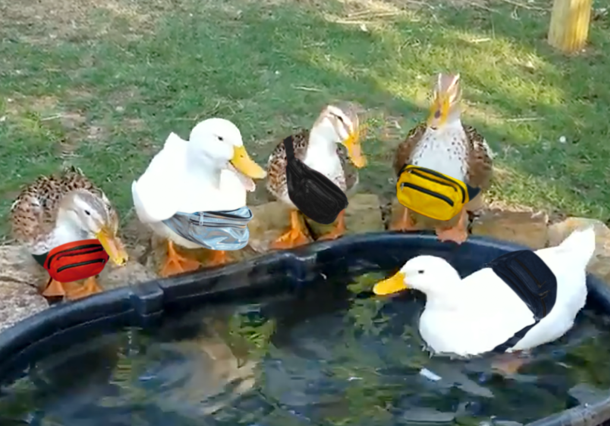 I was debating with my brother and sister-in-law over how ducks would wear fanny packs I argued they could be worn in a variety of ways and Photoshopped some on to get my point across