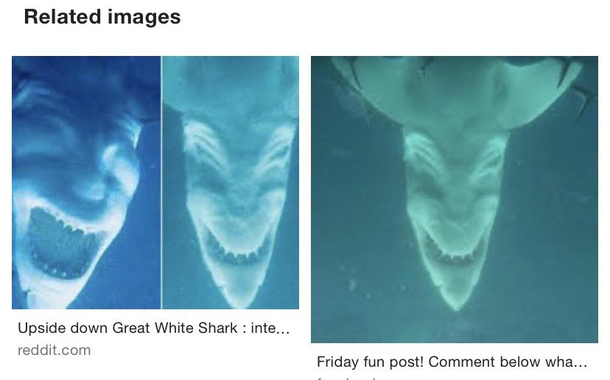 I was just doing a little research about sharks and accidentally discovered that the underside of a great white shark looks like an evil laughing demon