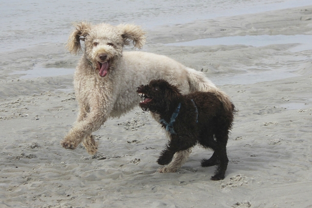 I was just trying to get a good photo of the dogs on the beach