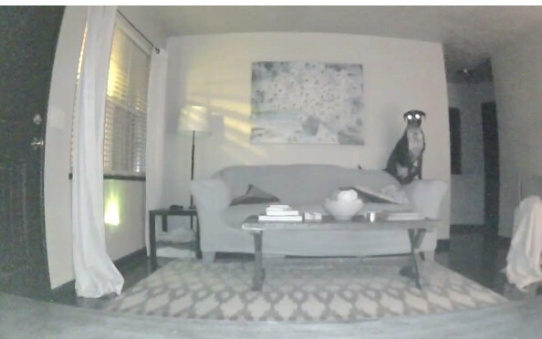 I was out late one night and decided to check on my dog  would buy security camera again