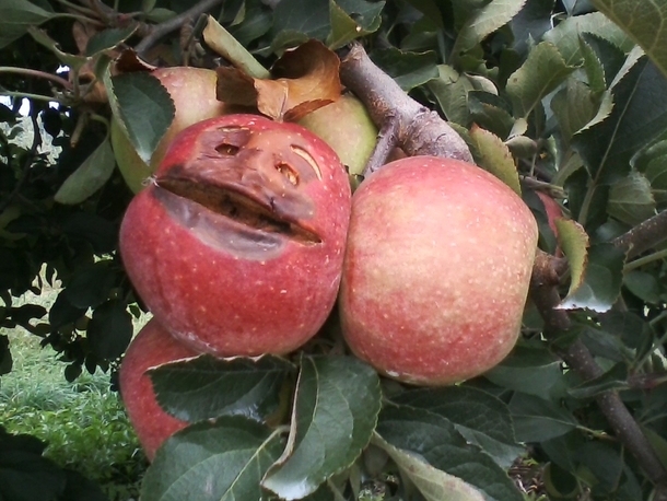I was picking apples in the orchard when suddenly