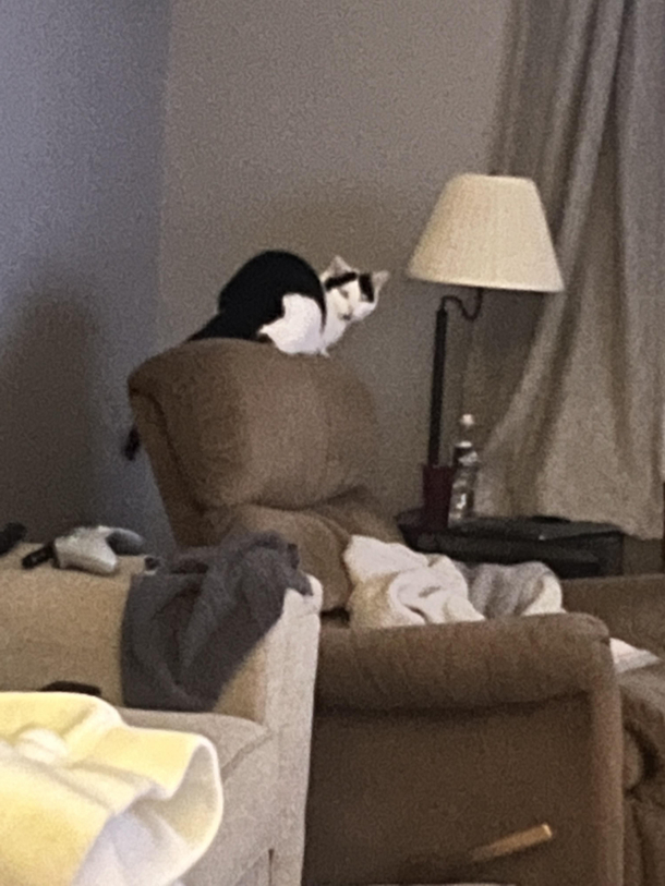 I was sick in quarantine for  weeks and my cat decided during that time that he was the new Alpha in the house my recliner
