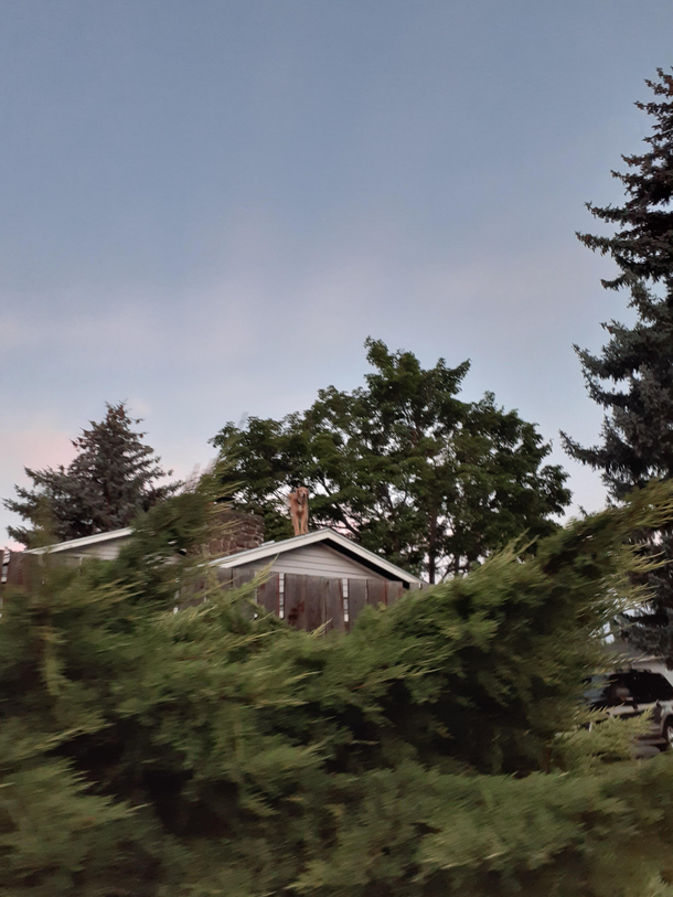 I was startled by a barking dog while walking it definitely sounded close by