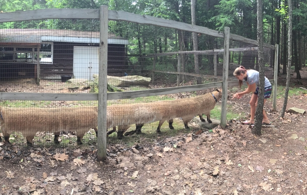 I was taking a panorama while a goat was walking and out came the Centigoat