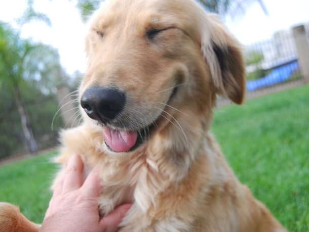 I was taking pictures of my puppy when this dog decided to steal the show