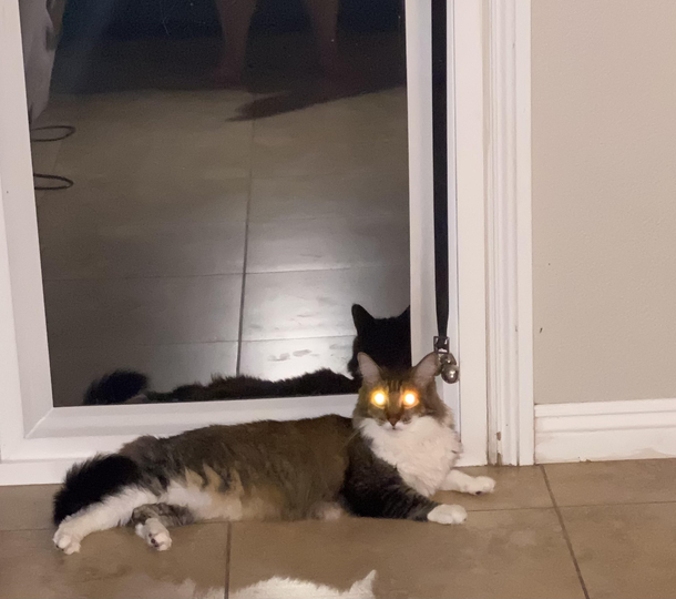 I was thinking Wow Skookie cat looks cute waiting by the dog bell to go outside I will take a pic The picture says your cat is a demon