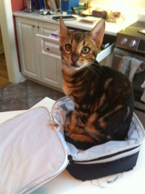 I was trying to pack my lunch today and I turn around and see this