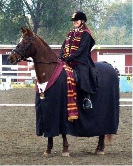 I wasnt going to post this but then the horse had glasses