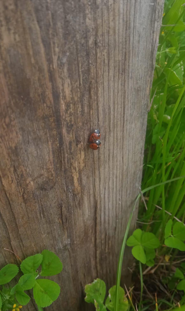 I wasnt the only one hard at work in the vineyard today